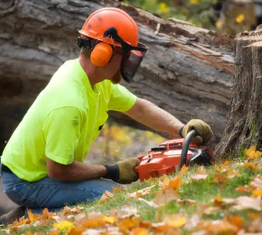 tree services Doylestown